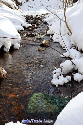 川水に晒した白チューニョを引き上げました