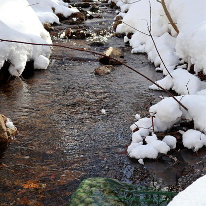 川水に晒した白チューニョを引き上げました