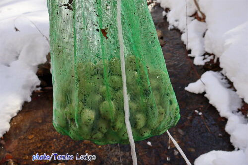 川水に晒した白チューニョを引き上げました