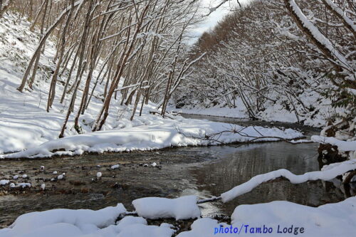 川水に晒した白チューニョを引き上げました