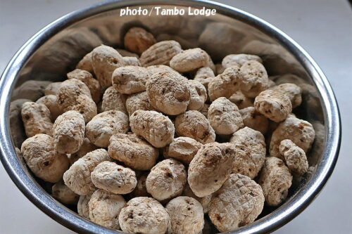 １回目の白チューニョの完成と、２回目を作りはじめました