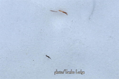 雪虫(セッケイカワゲラ)発見💡