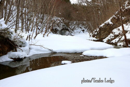 ２回目のチューニョ作り、いよいよ水晒しに入ります