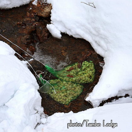 ２回目のチューニョ作り、いよいよ水晒しに入ります