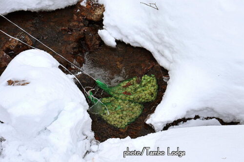 ２回目のチューニョ作り、いよいよ水晒しに入ります