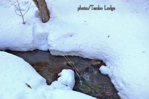 今年２回目の「白チューニョ」作り、水晒しが終わりました