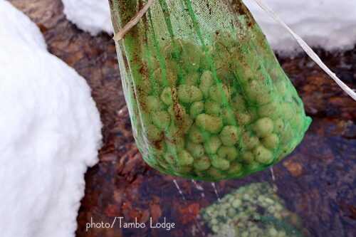今年２回目の「白チューニョ」作り、水晒しが終わりました
