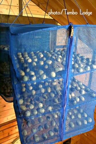 今年２回目の「白チューニョ」作り、水晒しが終わりました