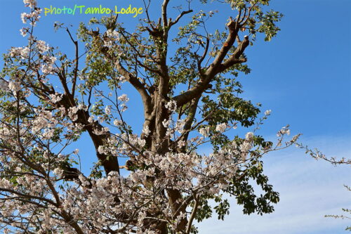 鎌倉へ遠足、Vegetus ヴェジトゥスでヴィーガンのランチをいただく