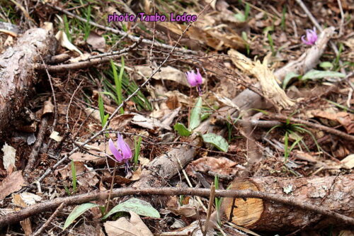 カタクリの花が咲き始めました