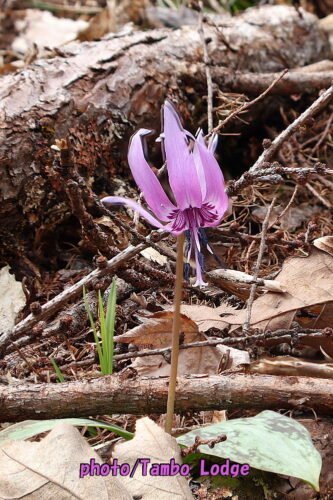カタクリの花が咲き始めました