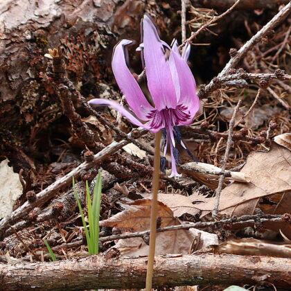 カタクリの花が咲き始めました