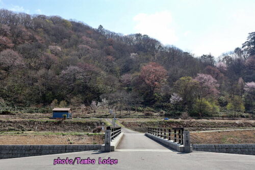 ２０２６年本格手作りコチュジャンのワークショップ＆桜の花見🌸