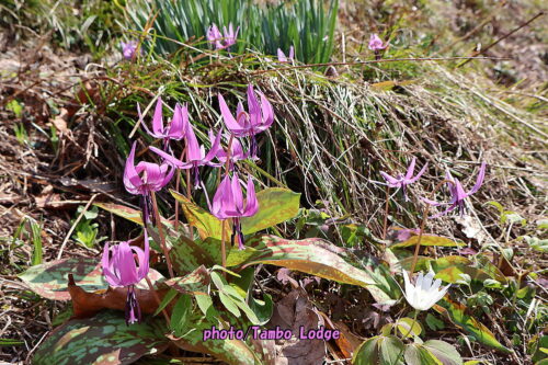 ２０２６年本格手作りコチュジャンのワークショップ＆桜の花見🌸