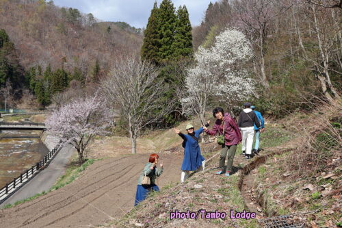 ２０２６年本格手作りコチュジャンのワークショップ＆桜の花見🌸