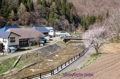 ２０２６年本格手作りコチュジャンのワークショップ＆桜の花見🌸