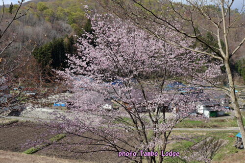 ２０２６年本格手作りコチュジャンのワークショップ＆桜の花見🌸
