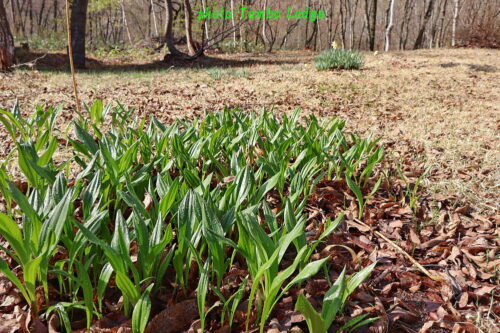 行者ニンニク餃子、最高です