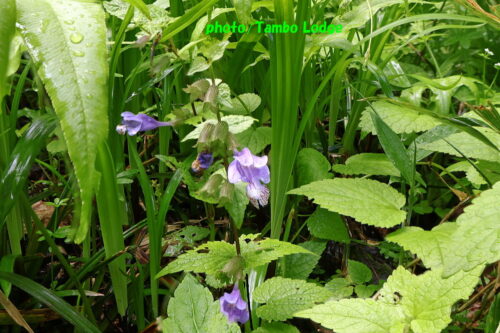 久しぶりの登山、初夏の花咲く田代山に登る