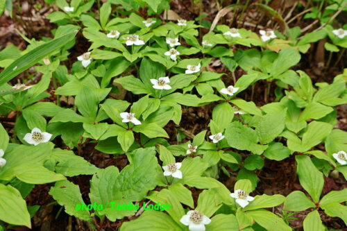 久しぶりの登山、初夏の花咲く田代山に登る