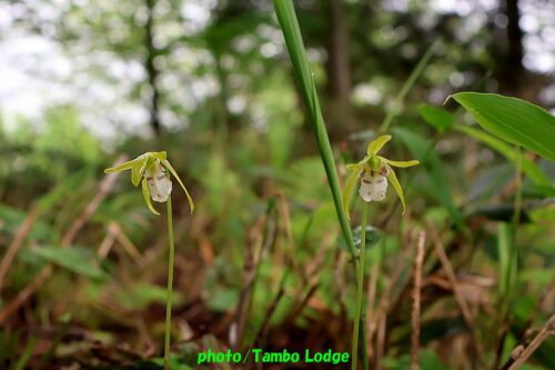 久しぶりの登山、初夏の花咲く田代山に登る