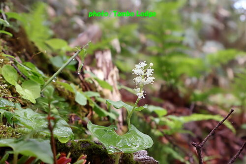 久しぶりの登山、初夏の花咲く田代山に登る