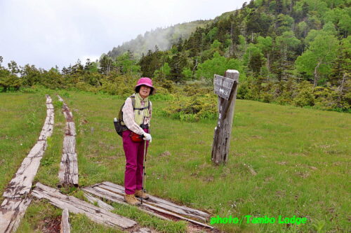 久しぶりの登山、初夏の花咲く田代山に登る