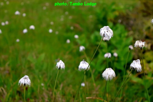 久しぶりの登山、初夏の花咲く田代山に登る