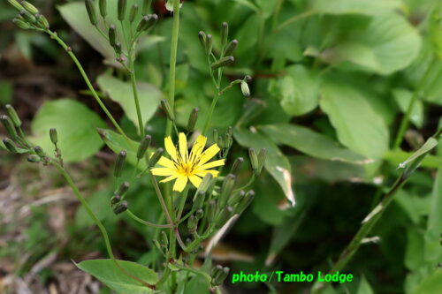 久しぶりの登山、初夏の花咲く田代山に登る
