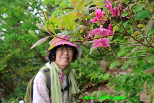 久しぶりの登山、初夏の花咲く田代山に登る