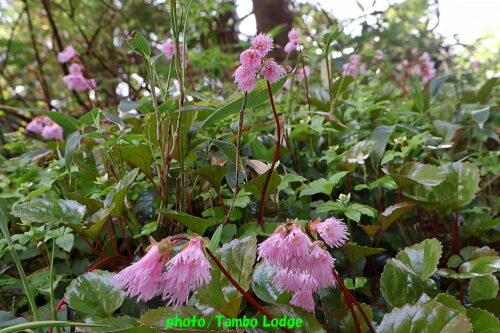 久しぶりの登山、初夏の花咲く田代山に登る