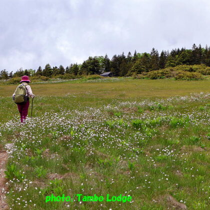 久しぶりの登山、初夏の花咲く田代山に登る