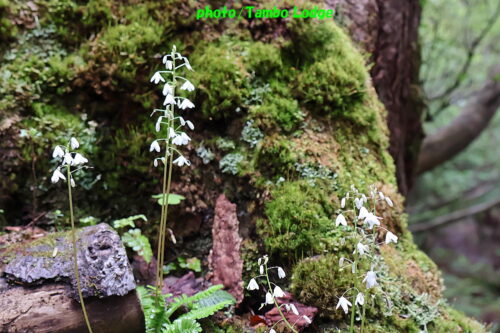 久しぶりの登山、初夏の花咲く田代山に登る