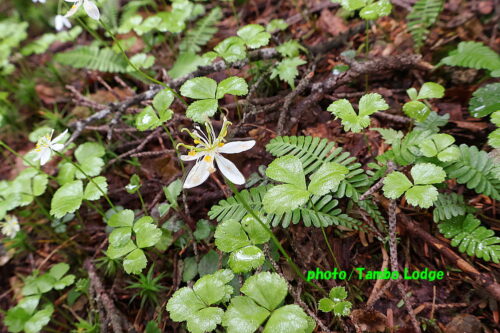 久しぶりの登山、初夏の花咲く田代山に登る