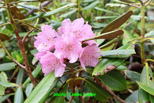 久しぶりの登山、初夏の花咲く田代山に登る