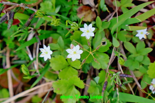 久しぶりの登山、初夏の花咲く田代山に登る