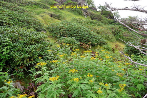 初夏の日光白根山登頂に挑戦！！